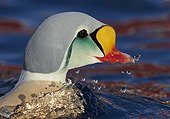 Portrait of King Eider male on water - Norway