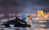 King Eider male on water - Norway