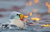 King Eider male on water - Norway