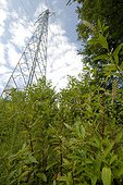 Pokeweed under an electric pylon - Biella Italy ; Dispersion by a passage along a power line