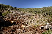 Removal of old plantation Japan Cryptomeria - La Réunion