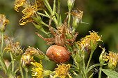 Female Cross orb spider on flowers - France 