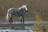 Camargue horse in the swamp - PNR Camargue France