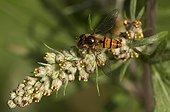 Marmelade Fly on Mugwort flowers - Denmark 