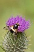 Hoverfly on flower - Denmark 