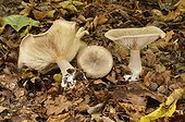 Clouded Agaric undergrowth - Forest of Coye France
