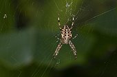 European garden spider on its web - France 
