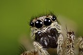 Portrait of Zebra jumper - France 
