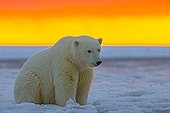 Ours polaire au coucher du soleil - Ile Barter Alaska