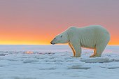 Polar bears at sunset - Barter Island Alaska