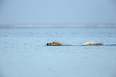 Ours polaire nageant dans la mer - Ile Barter Alaska