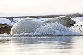 Ours polaire entrant dans la mer - Ile Barter Alaska