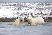 Ours polaires jouant dans la mer - Ile Barter Alaska