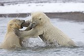 Ours polaires jouant dans la mer - Ile Barter Alaska