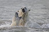 Ours polaires jouant dans la mer - Ile Barter Alaska