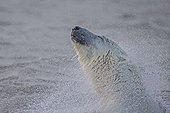 Ours polaire s'ébrouant dans la mer - Ile Barter Alaska