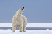 Ours polaire femelle humant le vent - Ile Barter Alaska