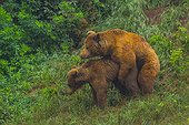 Brown bear mating - Spain 