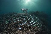 White tip reef shark and chromis over coral 