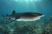 White tip reef shark on reef