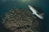 White tip reef shark and chromis over coral