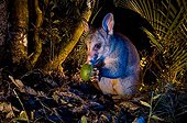 Brushtail possum feeding on fallen fruit - New Zealand