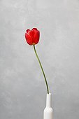 Hatching of a red tulip in a vase 3/7 ; in one hour under a light spot