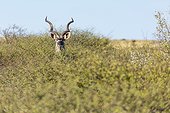 Greater kudu male - Kalahari Botswana