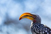 Southern Yellow-billed Hornbill  - Kalahari Botswana