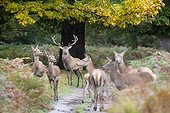 Stag Red Deer standing among hinds in autumn - Richmond park, London, GB