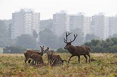 Stag Red Deer & hinds in front of buildings in the town - GB