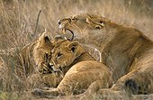 Lion - Kenya ; Lionne et ses lionceaux - Masaï Mara
