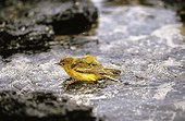 Yellow Warbler - Ecuador ; Palurine jaune prenant un bain - Galapagos