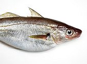 Whiting ; Merlan sur fond blanc