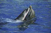 Bottlenose dolphin - Honduras ; Grand dauphin jouant à la surface