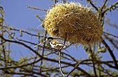Locust tree Social-weaver - Kenya ; Nid de Républicain social accroché dans un Acacia - Kenya