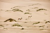 Springbok - Namibia ; Springbok dans le Désert du Namib