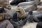 Cape fur seal - Namibia ; Colonie d'Otaries à fourrure d'Afrique du Sud - Cape Cross Namibie