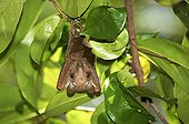 Peters' Epauletted Fruit Bat - Kenya ; Roussette à épaulette de Peter suspendue sous le feuillage - Kenya