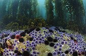 Red Sea Urchins and Purple Sea Urchins eating Giant Kelp