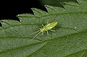 Nymph bug on a leaf - Denmark