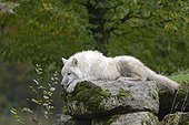 Lying on a rock arctic wolf 