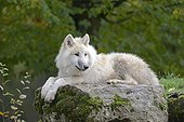 Arctic wolf lying on a rock  ; Alpha male of the pack of wolves Animal Park St. Croix
