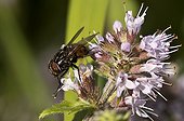 Male Fly on flower - Denmark