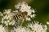 Hoverfly on flower - Denmark