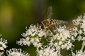 Hoverfly on flower - Denmark