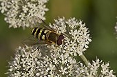 Hoverfly on flower - Denmark