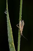 Bug on a stem - Denmark