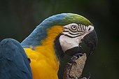 Portrait of Blue-and-yellow Macaw - Parana Brazil