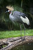 Grey Crowned Crane on a branch - Bird Park Brazil 